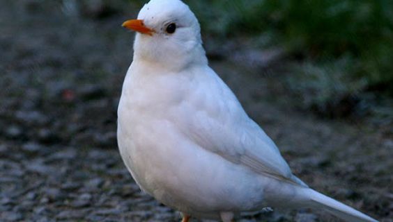 Animales y medio ambiente