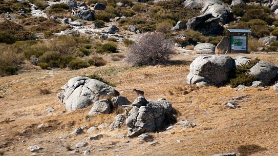 Caminantes