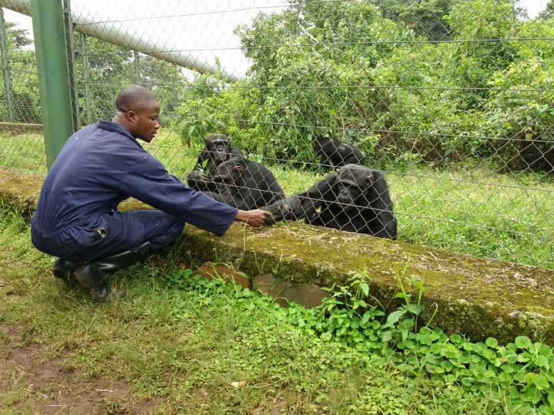  Lwiro: salvar primates es preservar RDCongo