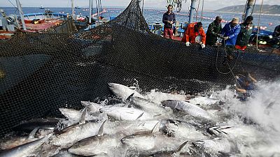  Memoria de delfín - El atún: hasta 700 kilos de sabor e inteligencia - 30/04/18 - escuchar ahora