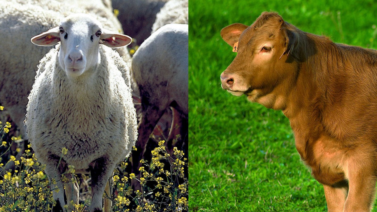  Marca España - Carnes con Estilo - escuchar ahora