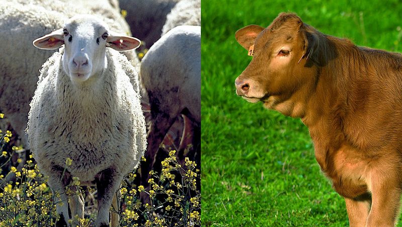  Marca España - Carnes con Estilo - escuchar ahora