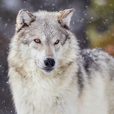 Sinfonía de la mañana - Pedro y Prokofiev - 13/06/18 - Escuchar ahora