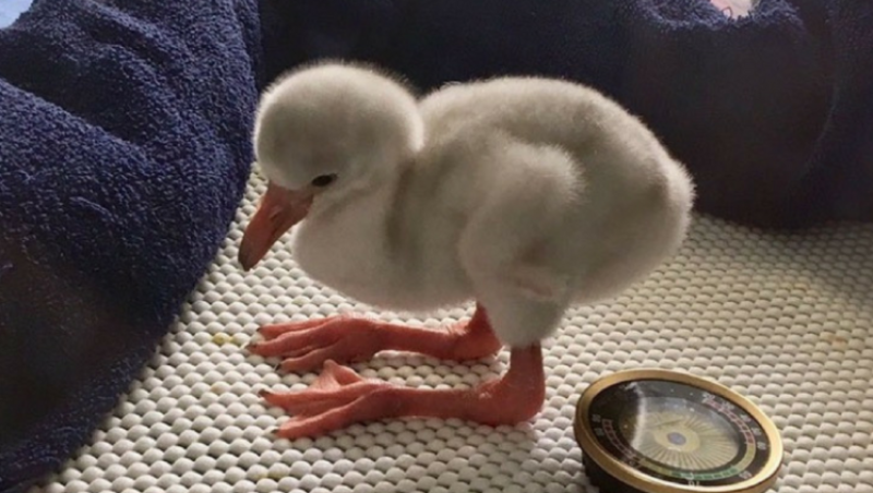 Animales y medio ambiente - Cura de humildad entre flamencos - 16/6/18 - Escuchar ahora