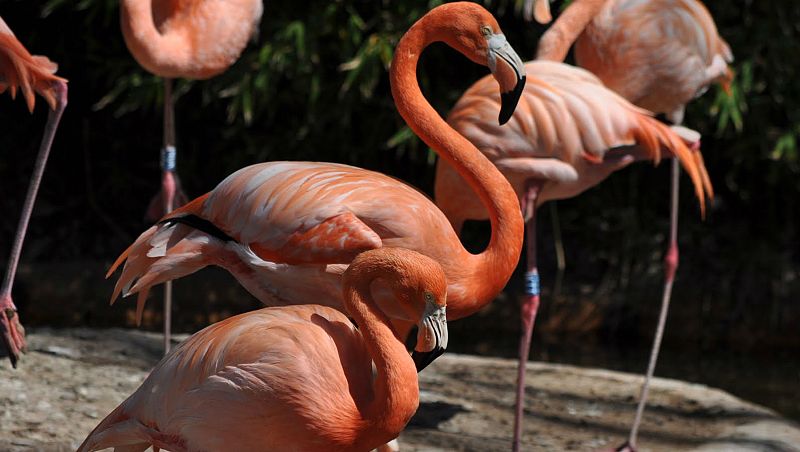 Animales y medio ambiente - Flamencos - 23/6/18 - Escuchar ahora
