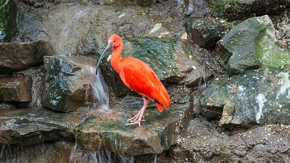 Animales y medio ambiente