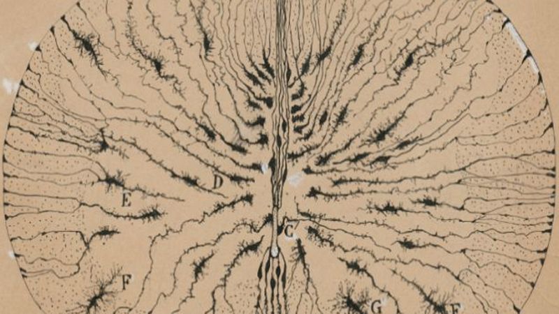 Entre paréntesis - 'La belleza del cerebro', vista por Ramón y Cajal - 25/07/18 - Escuchar ahora