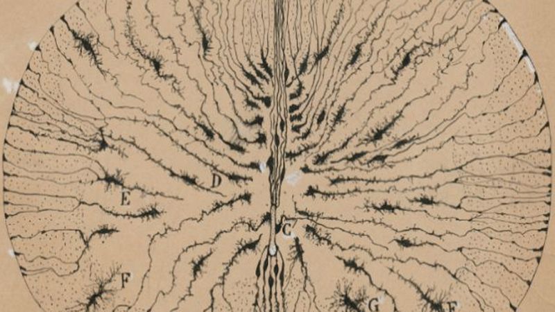 Entre paréntesis - 'La belleza del cerebro', vista por Ramón y Cajal - 25/07/18 - Escuchar ahora