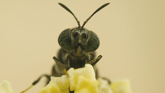 De lo más natural - De lo más natural - Pan de larva de mosca y no es ciencia ficción - 19/08/18 - escuchar ahora