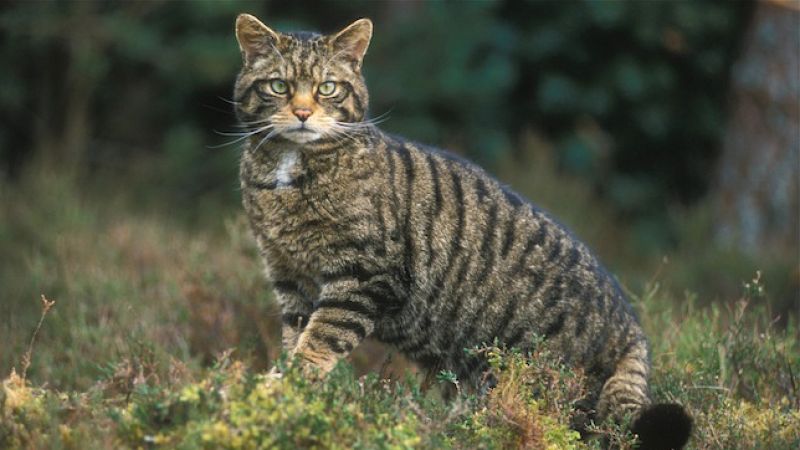  Marca España - El felino de nuestros bosques, el gato montés - 18/09/18 - escuchar ahora