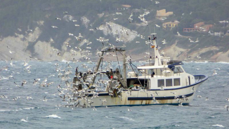 Zepamed, apuesta por salvar las aves marinas - Escuchar ahora