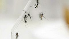 Todo Noticias - Tarde - Tres casos de dengue en España