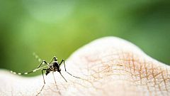 El gallo que no cesa - Dengue, el virus emergente