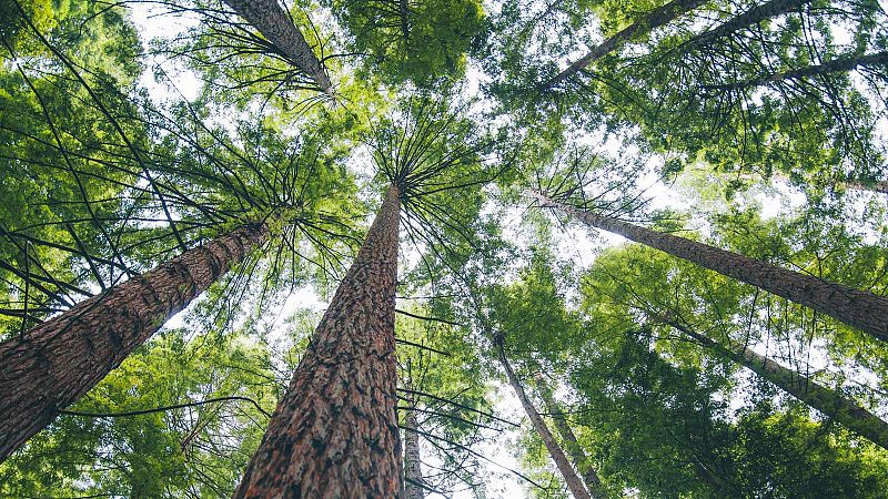 40 años de Constitución en RNE: Derechos y deberes fundamentales - Artículo 45 - Derecho al medio ambiente - Escuchar ahora