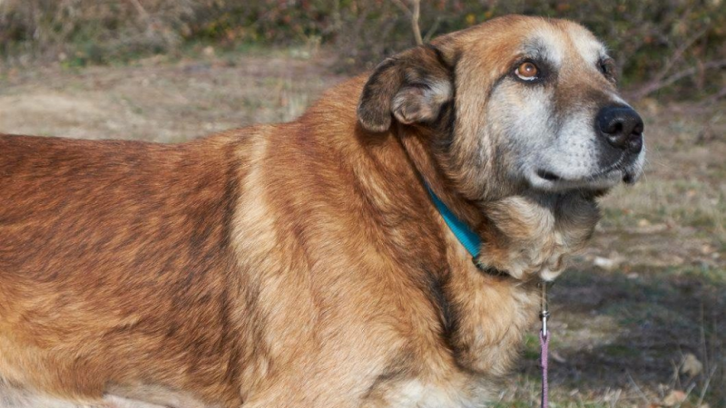 #EchaUnaPata, campaña contra el abandono animal - Escuchar ahora