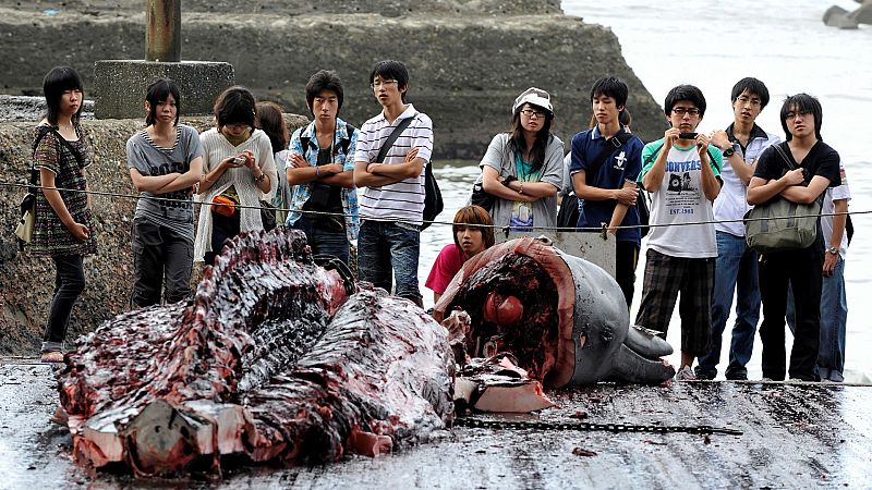 Japón volverá a pescar ballenas en 2019 - Escuchar ahora 