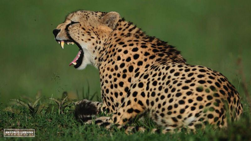 Nmadas - Serengeti, un safari en Tanzania - 12/01/19 - Escuchar ahora