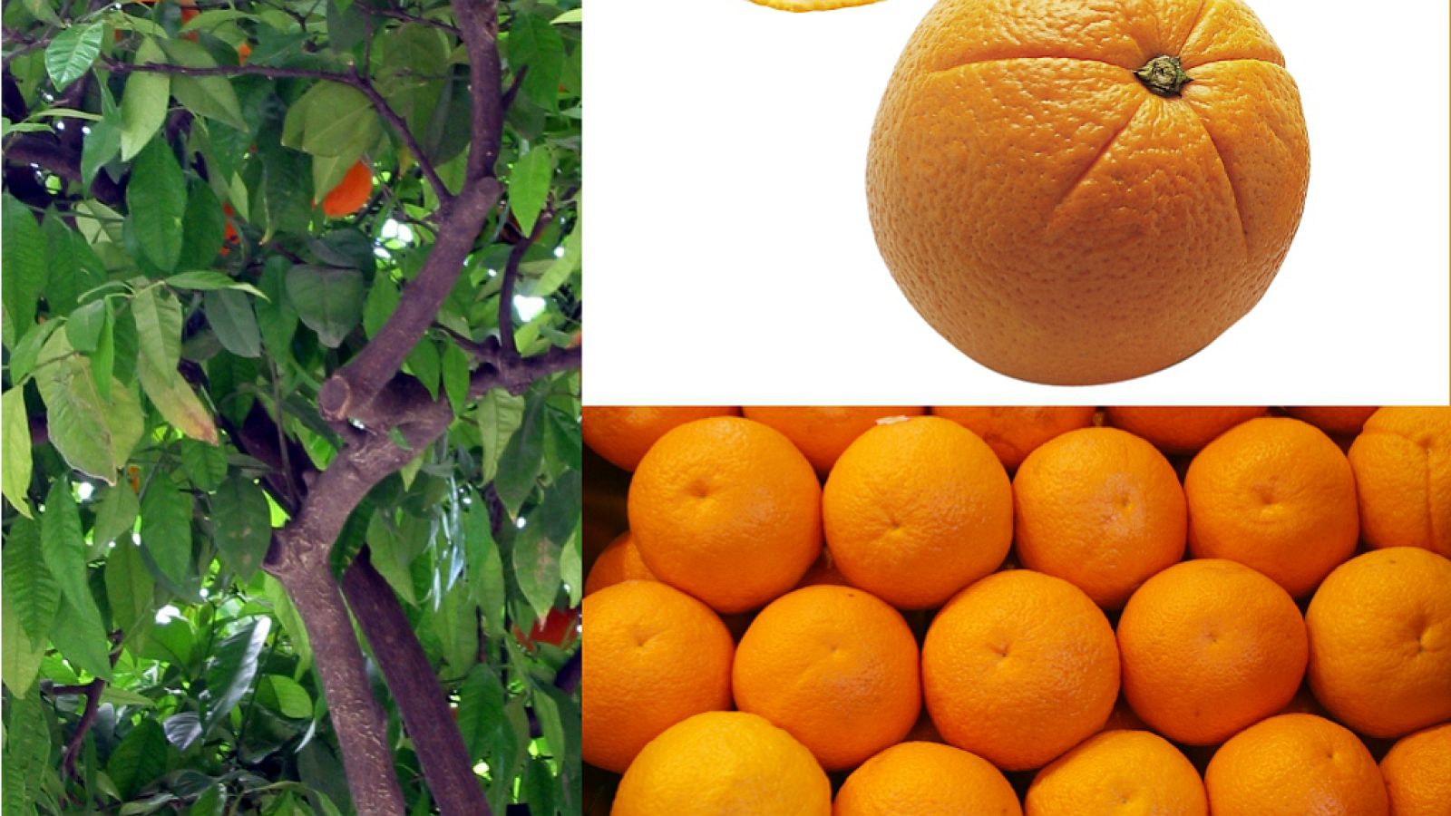 Europa abierta en Radio 5 - La crisis de la naranja española en la UE - 24/01/19 - Escuchar ahora