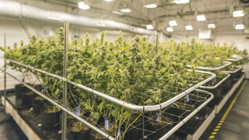  14 horas - Nueve detenidos tras desmantelar varias plantaciones de marihuana en Tarragona - escuchar ahora