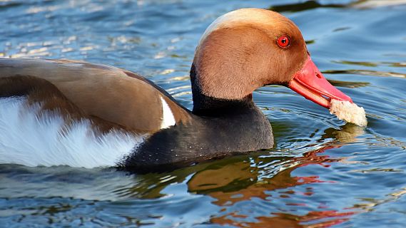 Animales y medio ambiente