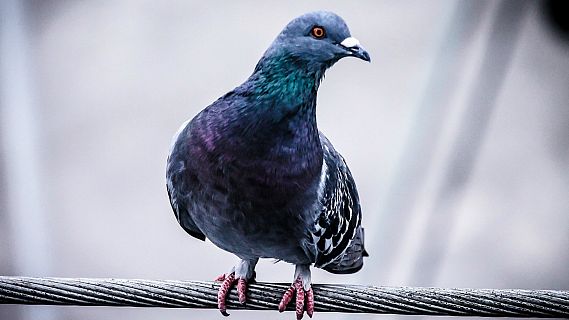 Animales y medio ambiente