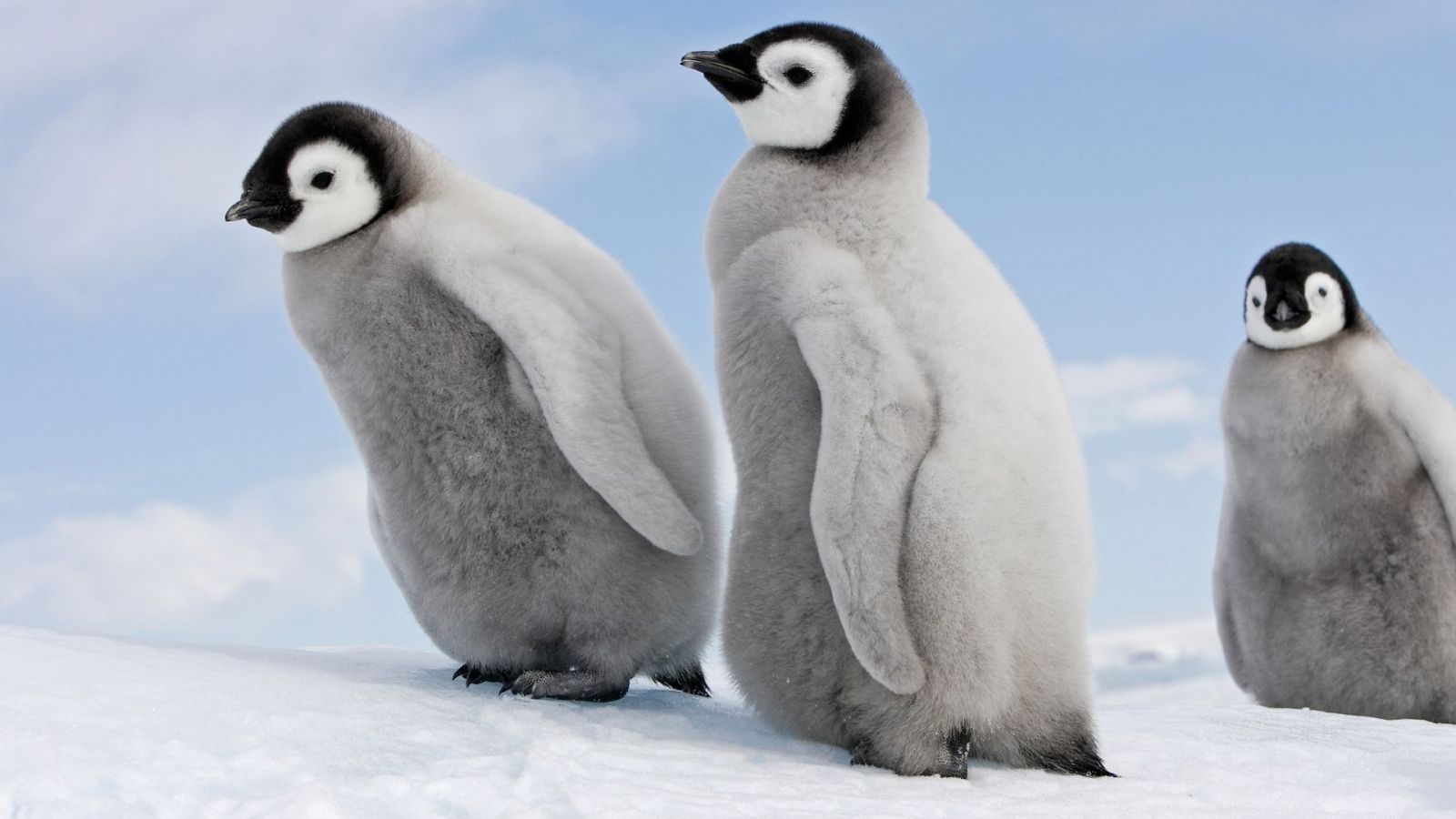 Gente despierta - Ecología evolutiva: pingüinos - Belliure - "Clase magistral" - Escuchar ahora