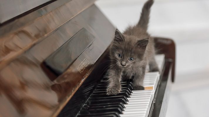 Crescendo - Fuga del gato - 23/02/19 - escuchar ahora