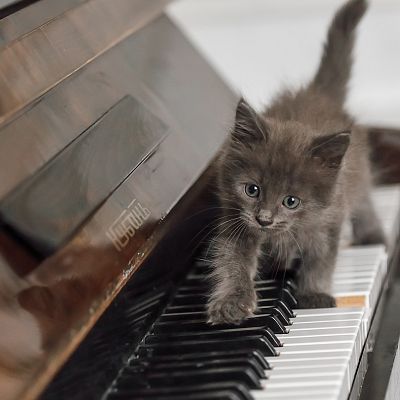 Crescendo - Fuga del gato - 23/02/19 - escuchar ahora