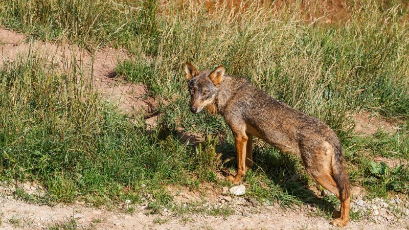 Todo Noticias - Mañana - ¿Pueden coexistir el lobo y la ganadería extensiva? - Escuchar ahora