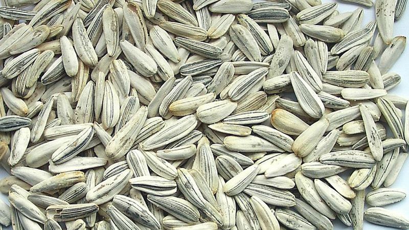 Planeta vivo - La segunda vida de las pipas - 27/02/19 - Escuchar ahora