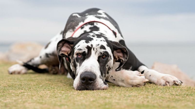  14 horas - La mujer a la que embargaron y vendieron a su perro - escuchar ahora
