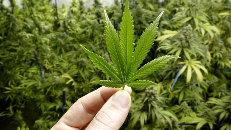  14 horas - La ONU alerta sobre la legalización del cannabis - escuchar ahora