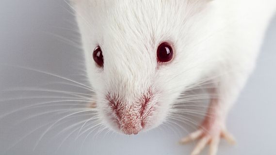 Contando cuentos en R5