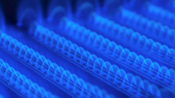 El gallo que no cesa