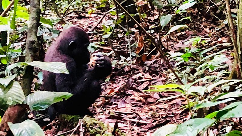 Reserva natural - En el corazón de África, entre gorilas, elefantes y furtivos - 27/03/19 - Escuchar ahora