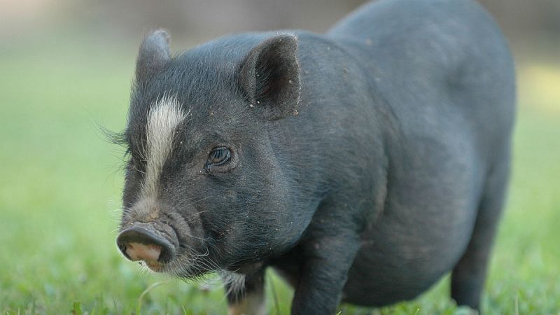 14 horas - El cerdo vietnamita y la pitón real, nuevas especies invasoras en España - Escuchar ahora