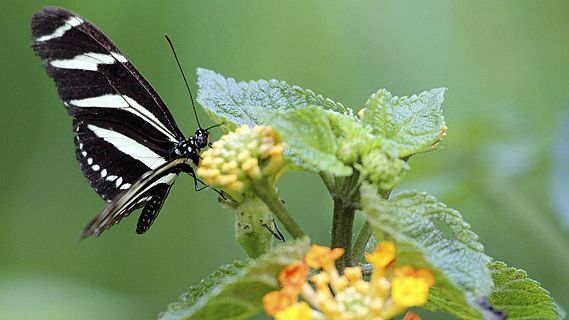 Animales y medio ambiente