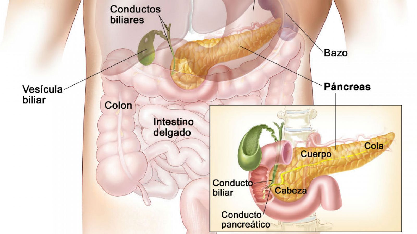 14 horas - Una investigación sobre el cáncer de páncreas abre una puerta a la esperanza - Escuchar ahora