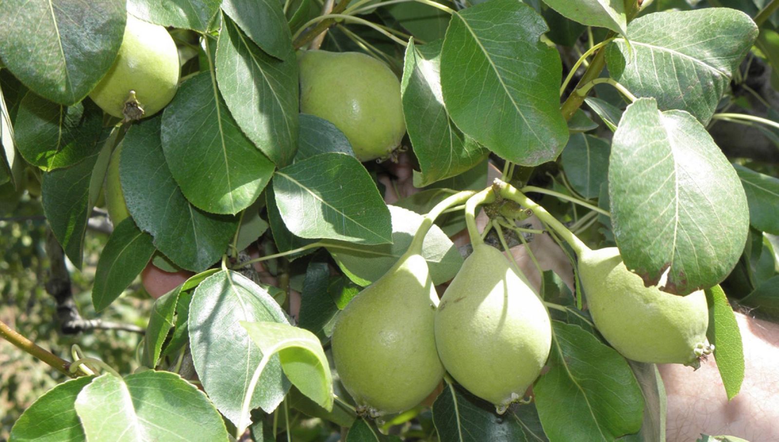 Marca España - España líder mundial en productos para agricultura ecológica - 16/04/19 - escuchar ahora