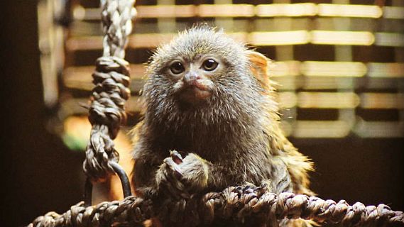 Animales y medio ambiente