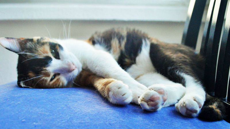 Blogueros - Iratxe Comas, laguaridademisgatos.com - 23/04/19 - Escuchar ahora