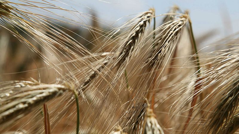 Las cuñas de RNE - Celiaquía: una enfermedad que afecta al 1% de la población, en 'Memoria de delfín' - escuchar ahora