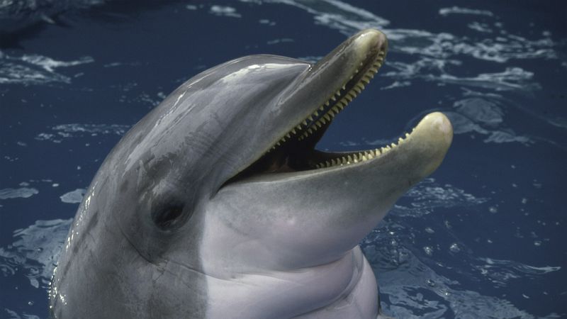 Españoles en la mar en Radio 5 - El plástico y los delfines - 30/04/19 - Escuchar ahora