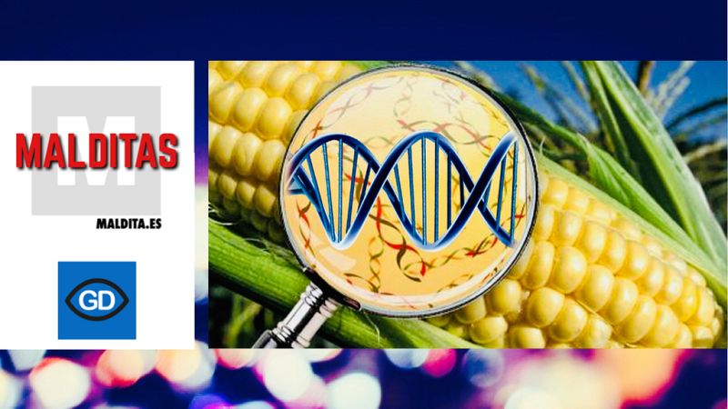 Transgénicos - Rocío Pérez - "Malditas" - Escuchar ahora