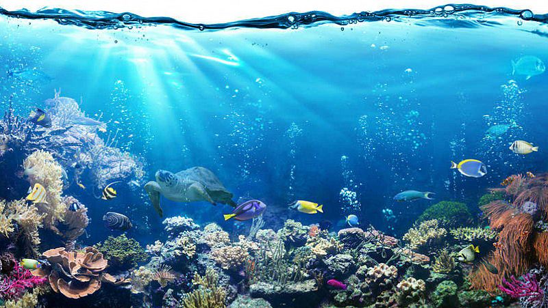Destellos de la ciencia - Los océanos como sumideros de carbono - 4/05/19 - Escuchar ahora