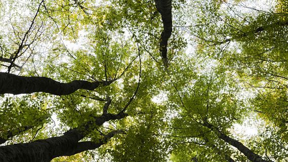 El bosque habitado