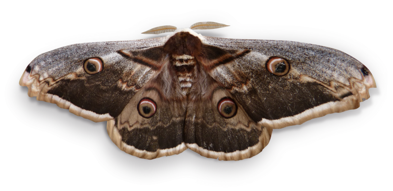 Animales y medio ambiente -  El gran pavón - 11/05/19