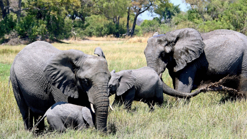 Permiten cazar elefantes en Botsuana - escuchar ahora