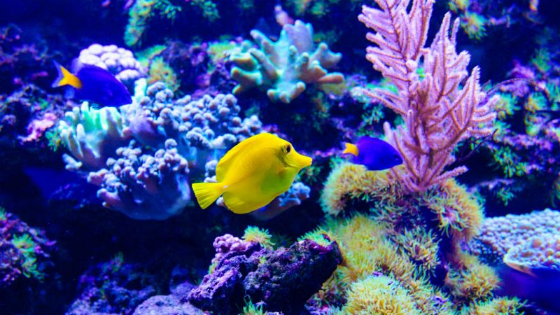 Contando cuentos - El acuario - 1/06/19 - Escuchar ahora