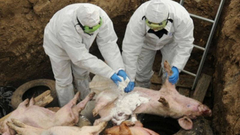 Agro 5 - Peste Porcina Africana (PPA) y otros retos de la sanidad animal - 1/06/19 - Escuchar ahora